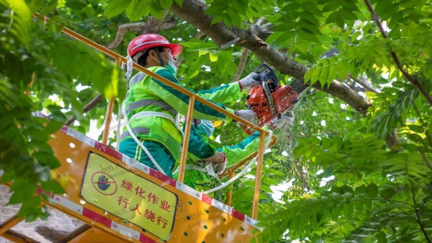 白银城镇道路绿化工程项目