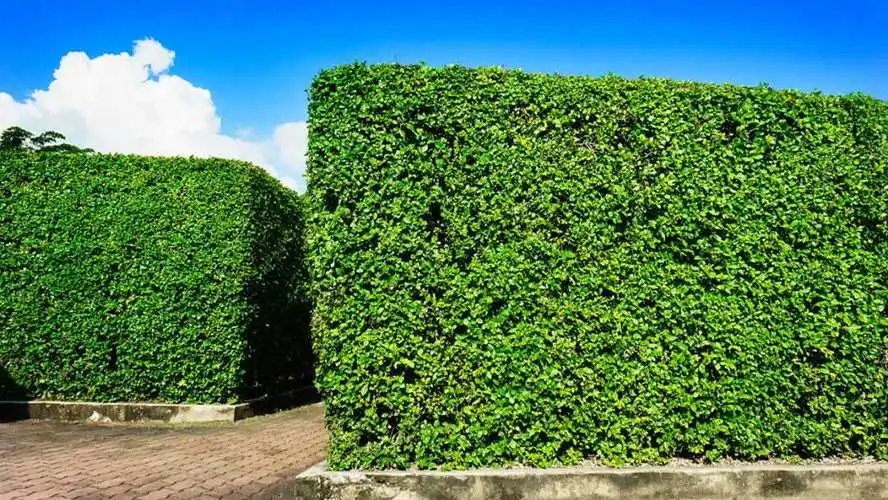 水生植物绿化工程公司名称