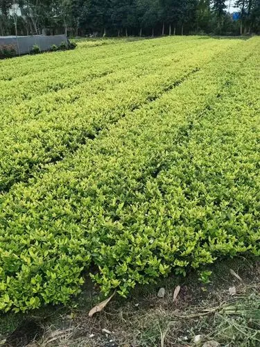 新密市政绿化属于什么行业类别